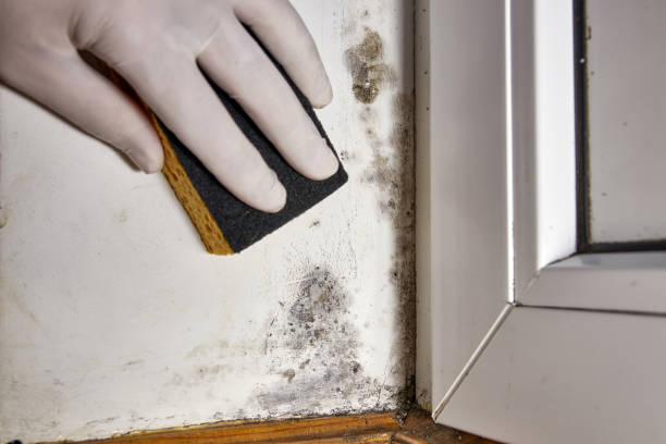 Best Mold Odor Removal Services  in Butler, IN